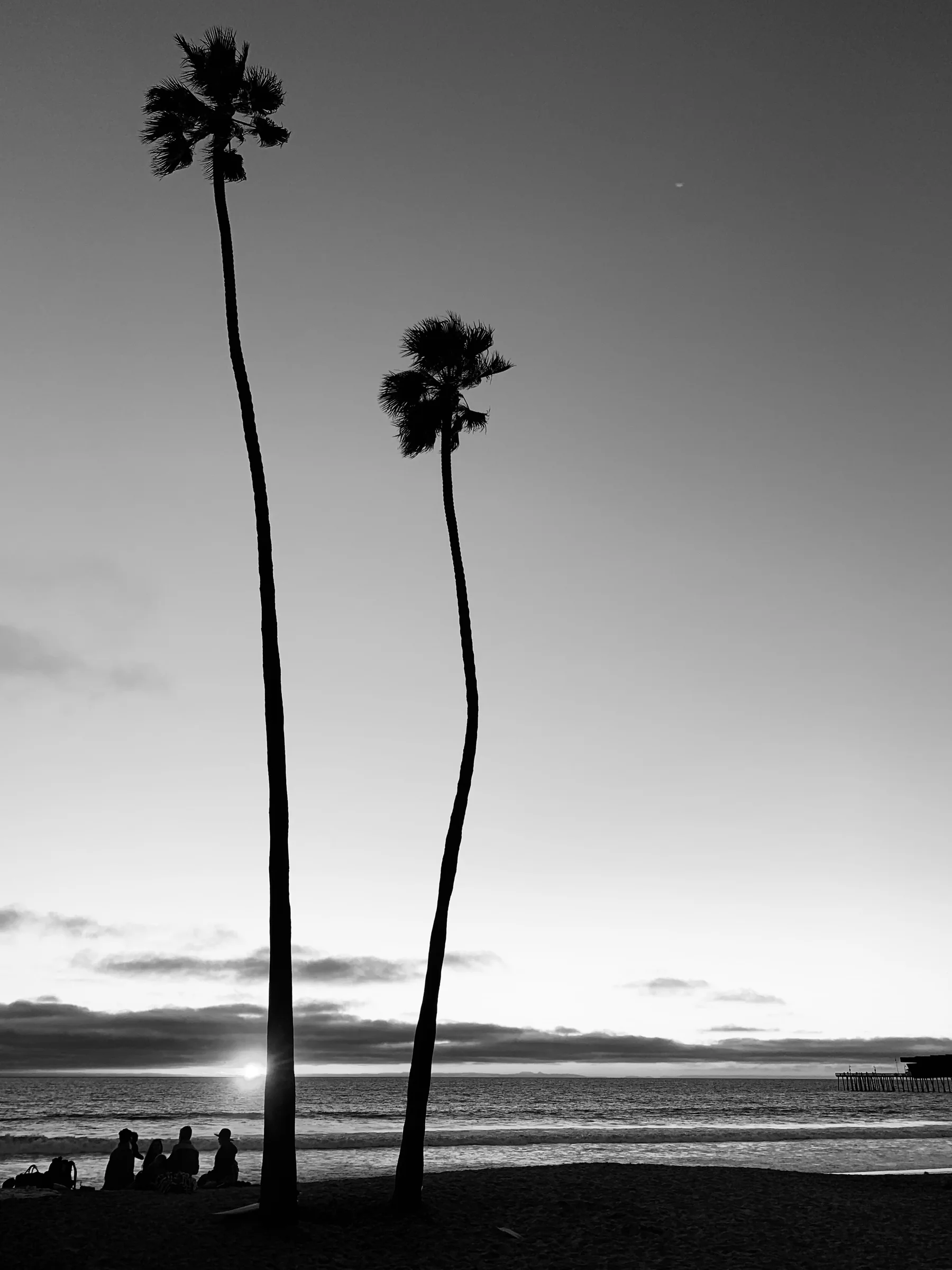 Tall Southern California palm trees photographed in black and white