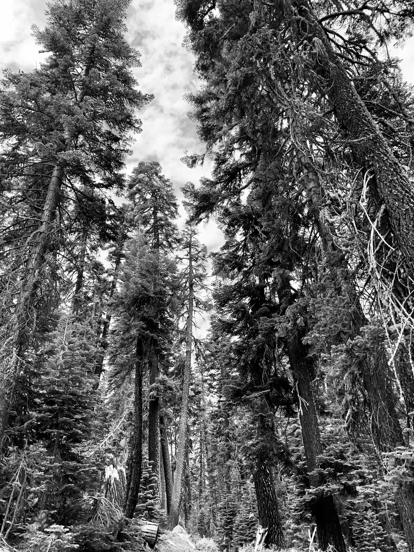 A quiet grove of trees photographed in black and white